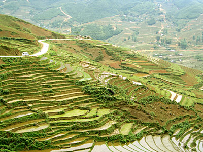 rice crops 2008